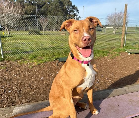 FERRARI, Adoptable, Young Male Labrador Retriever & Mixed Breed.