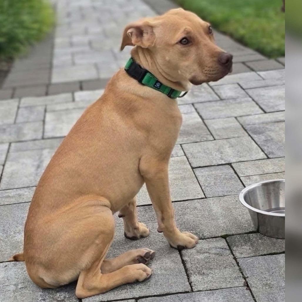 Humphrey, Adoptable, Young Male Pit Bull Terrier & Hound.