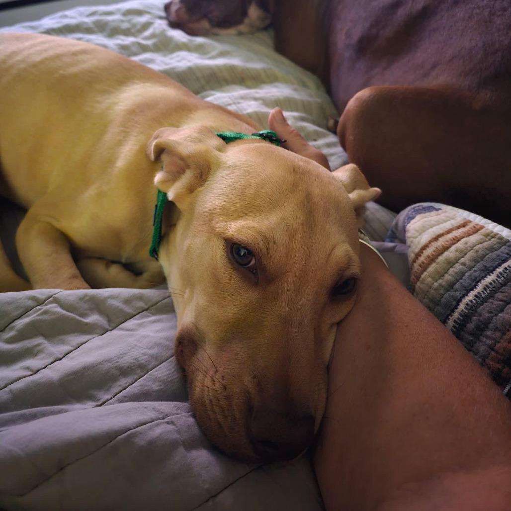 Enlarge Humphrey, a Adoptable mixed breed in Levittown, NY image 3/5