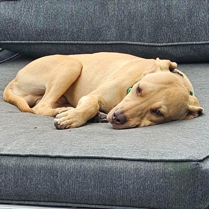 Enlarge Humphrey, a Adoptable mixed breed in Levittown, NY image 4/5