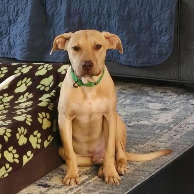 Enlarge Humphrey, a Adoptable mixed breed in Levittown, NY image 5/5