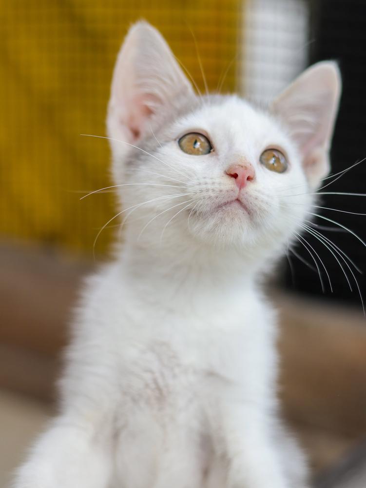 Mongo, Adoptable, Kitten Male Domestic Short Hair.