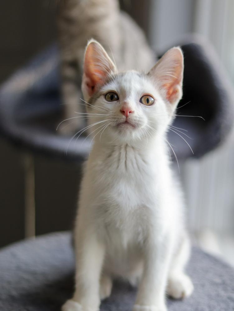 Enlarge Mongo, a Adoptable Domestic Short Hair in Lewisburg, TN image 2/6