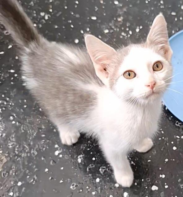 Mongo, Adoptable, Kitten Male Domestic Short Hair.