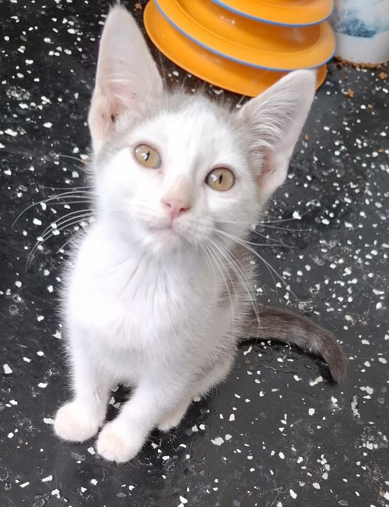 Enlarge Mongo, a Adoptable Domestic Short Hair in Lewisburg, TN image 2/3