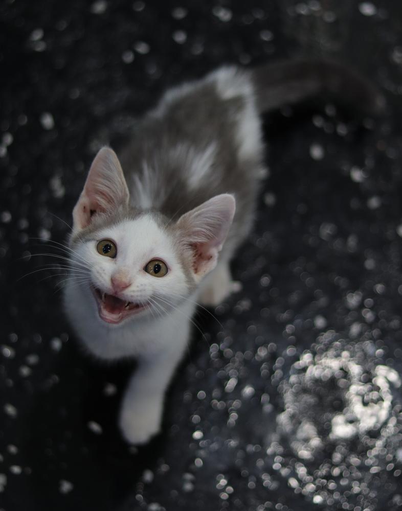 Enlarge Mongo, a Adoptable Domestic Short Hair in Lewisburg, TN image 5/6