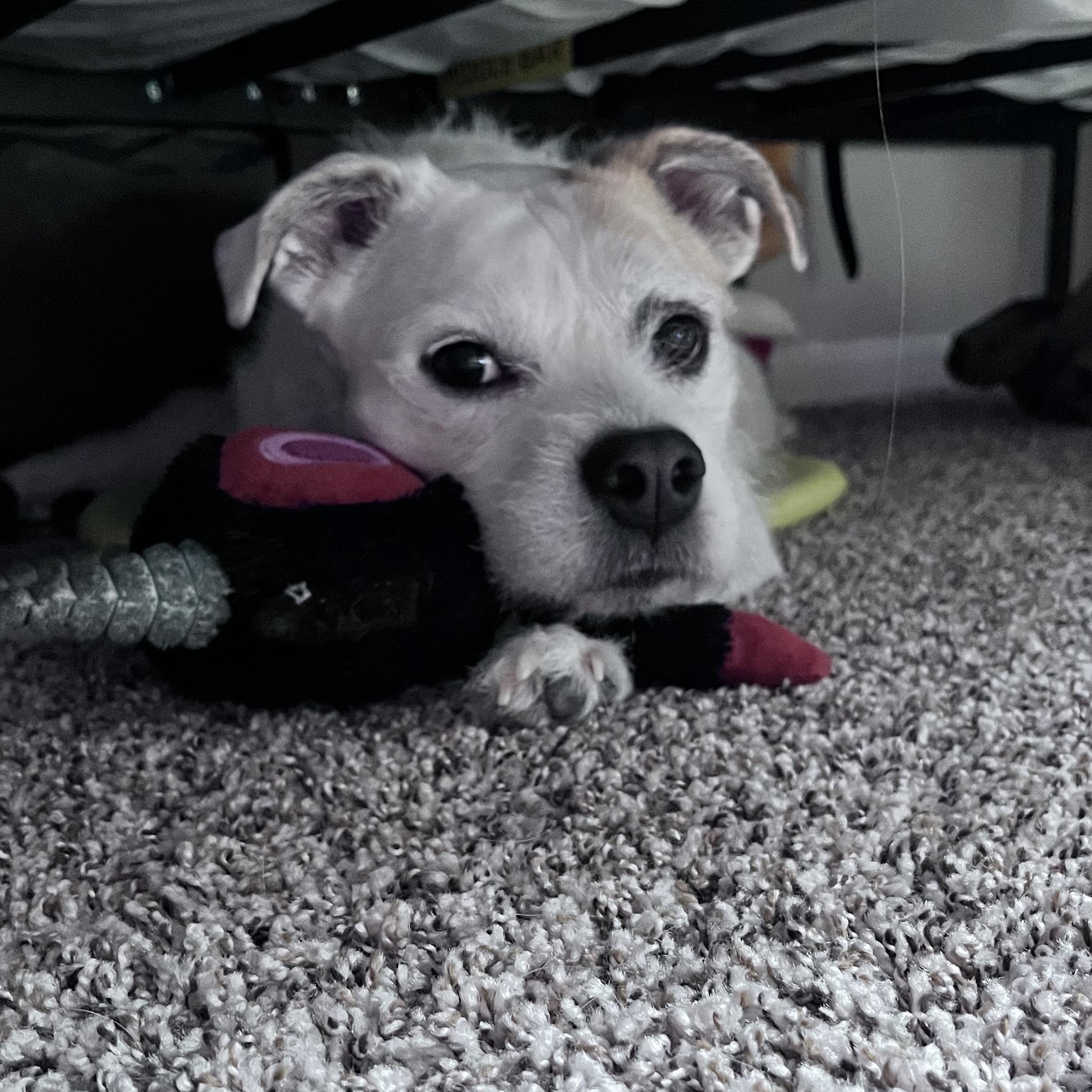 Coco — thumbnail 4