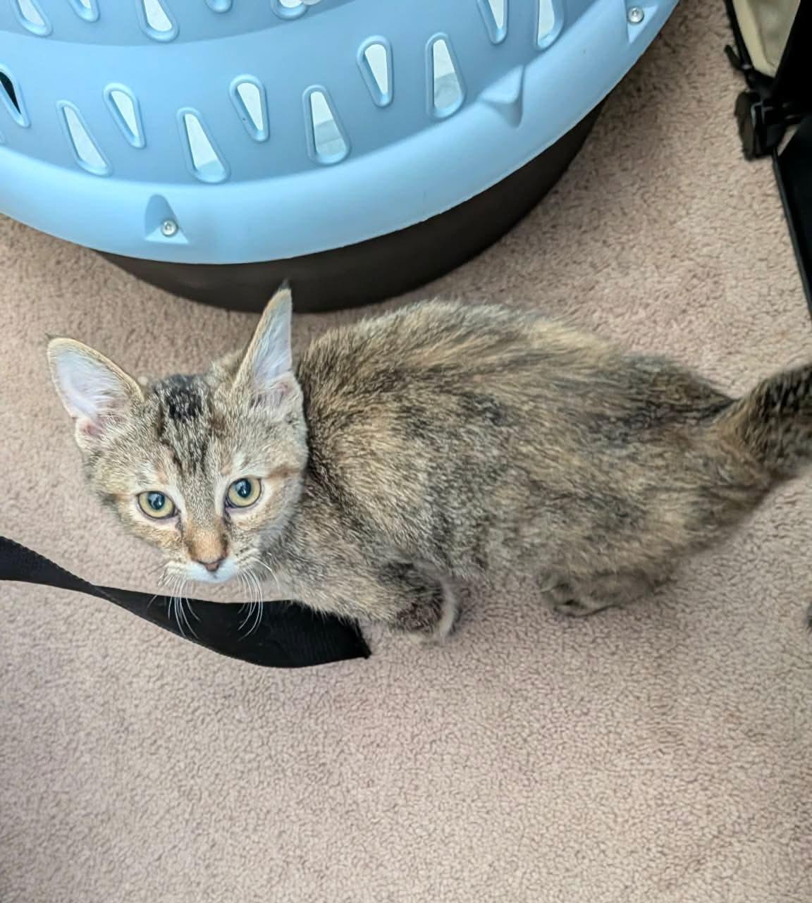 Ladders, a ADOPTABLE Domestic Short Hair in East Lansing, MI image 1/5