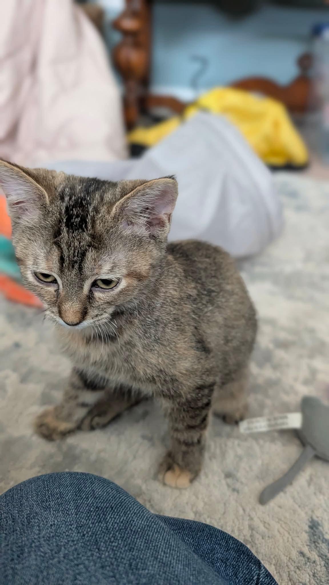 Ladders, a ADOPTABLE Domestic Short Hair in East Lansing, MI image 3/5