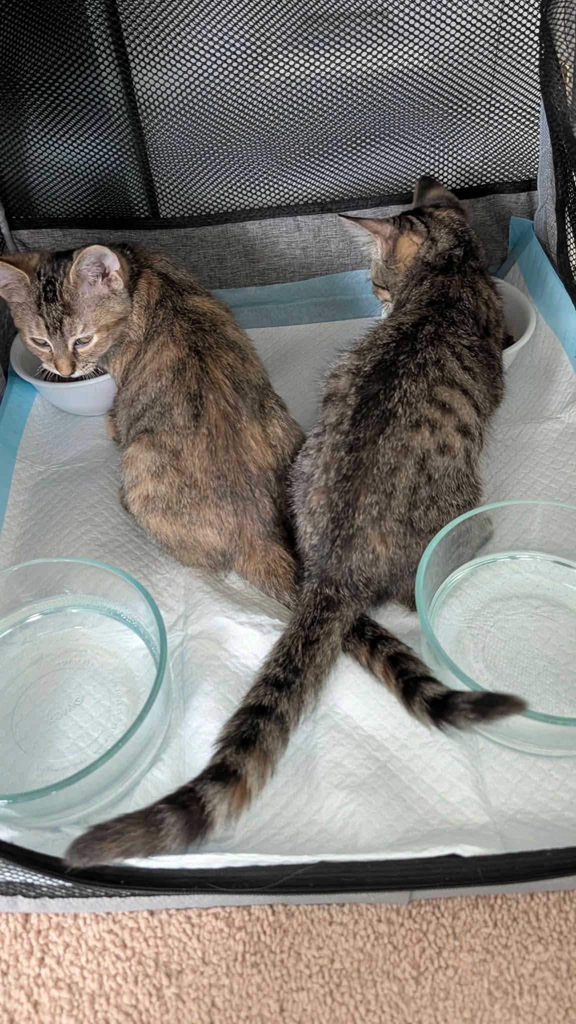 Ladders, a ADOPTABLE Domestic Short Hair in East Lansing, MI image 5/5