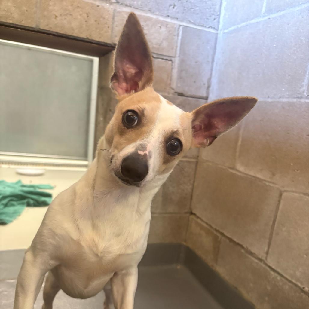 Mr. Mimas, Adoptable, Adult Male Chihuahua.