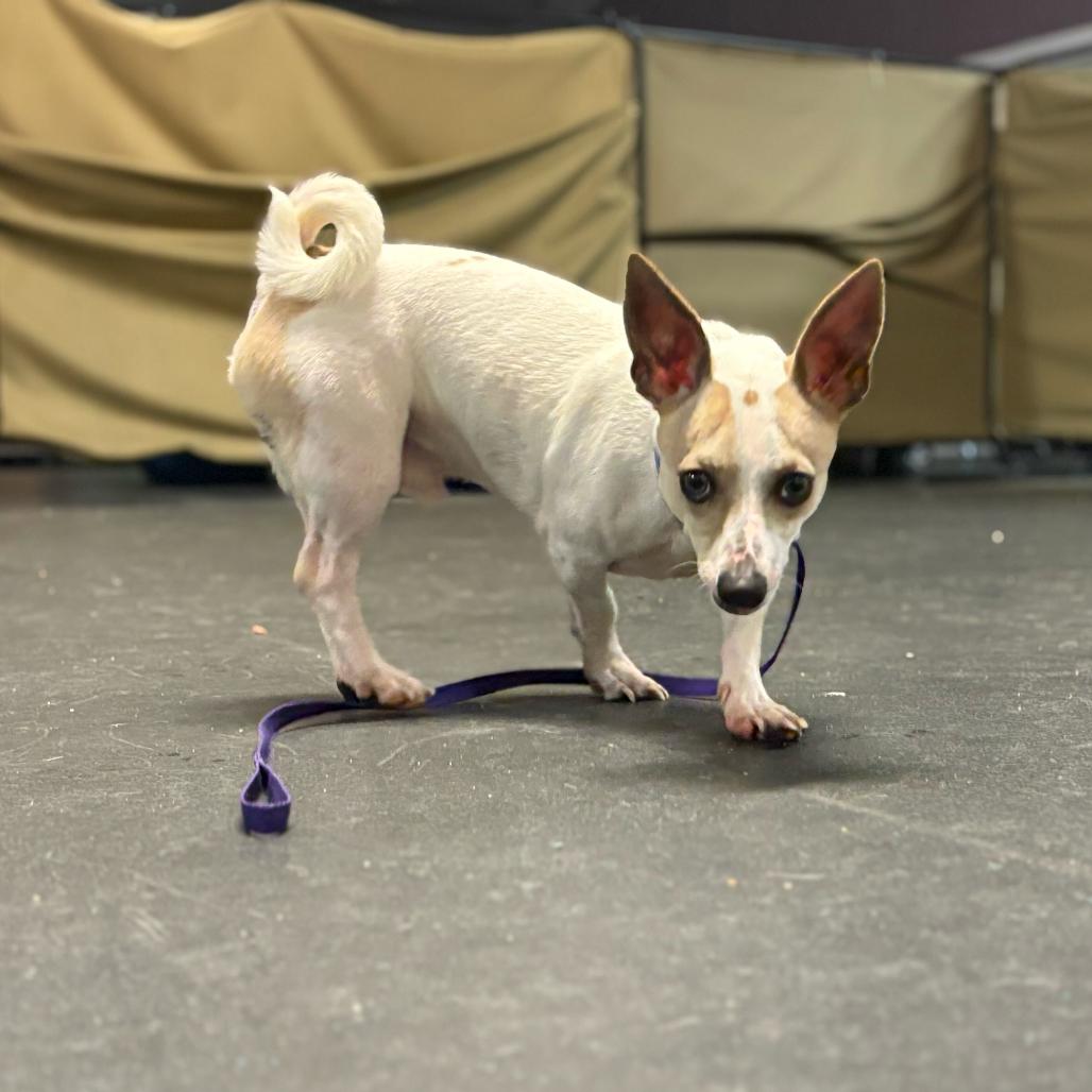 Enlarge Mr. Mimas, a Adoptable Chihuahua in Enfield, NH image 2/5