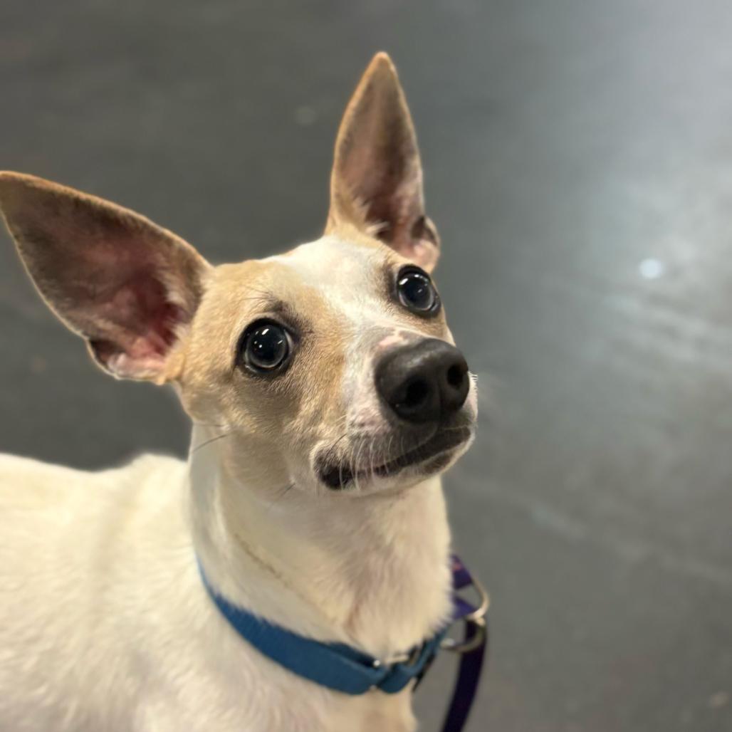 Enlarge Mr. Mimas, a Adoptable Chihuahua in Enfield, NH image 3/5