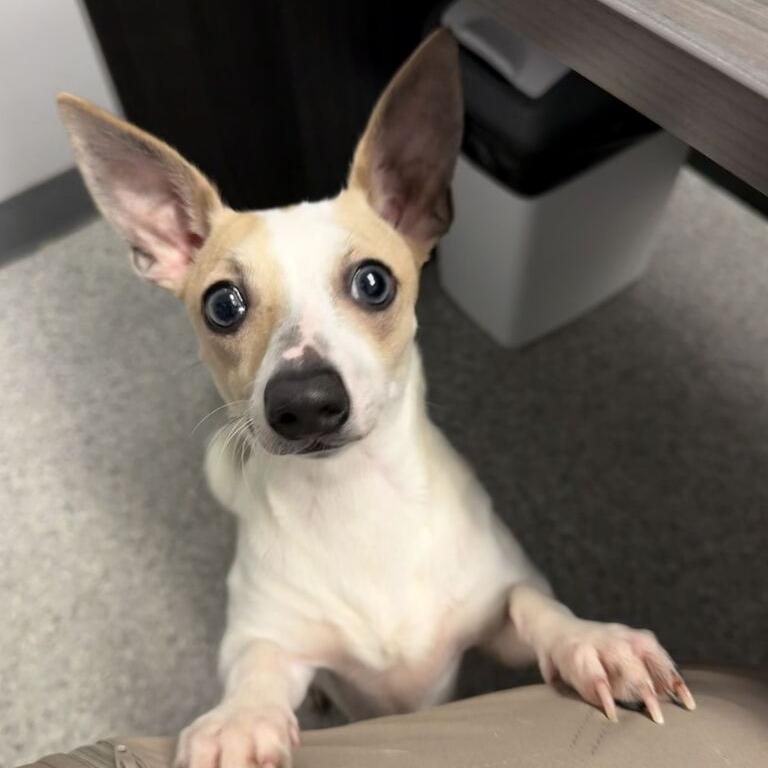 Enlarge Mr. Mimas, a Adoptable Chihuahua in Enfield, NH image 4/5