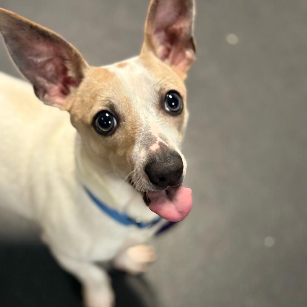 Enlarge Mr. Mimas, a Adoptable Chihuahua in Enfield, NH image 5/5