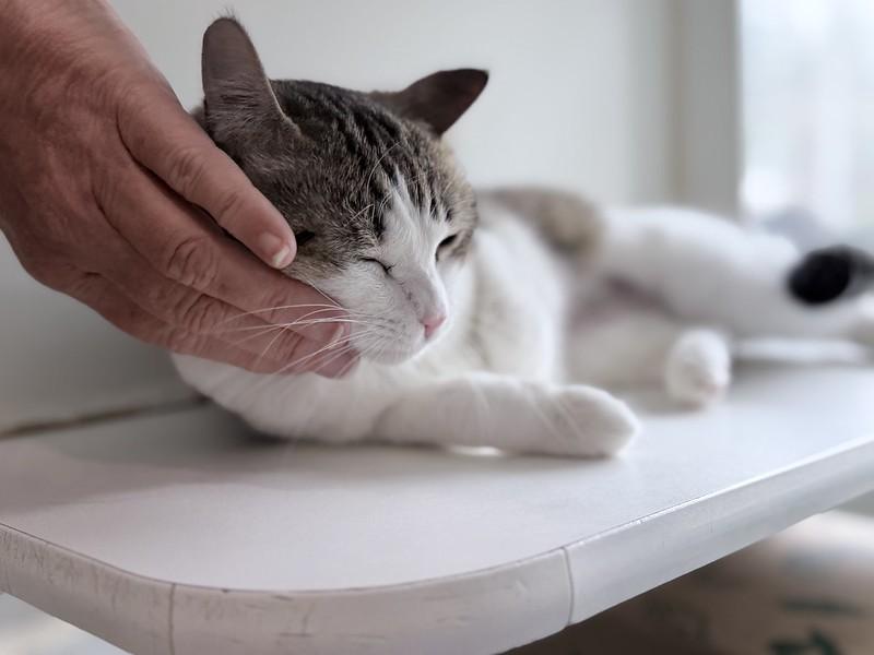 Enlarge Peanut, a ADOPTABLE Domestic Short Hair in Truckee, CA image 3/4