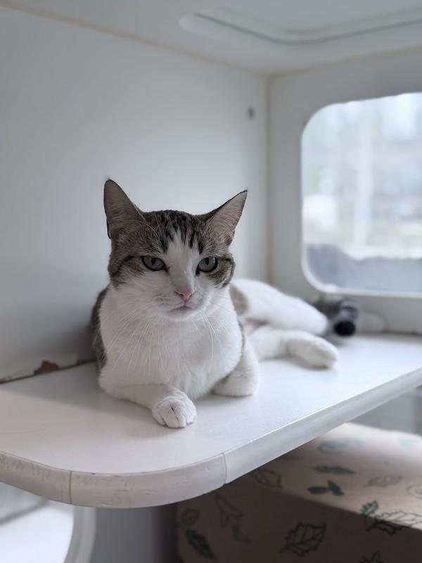 Enlarge Peanut, a ADOPTABLE Domestic Short Hair in Truckee, CA image 2/4