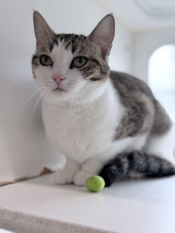 Enlarge Peanut, a ADOPTABLE Domestic Short Hair in Truckee, CA image 4/4