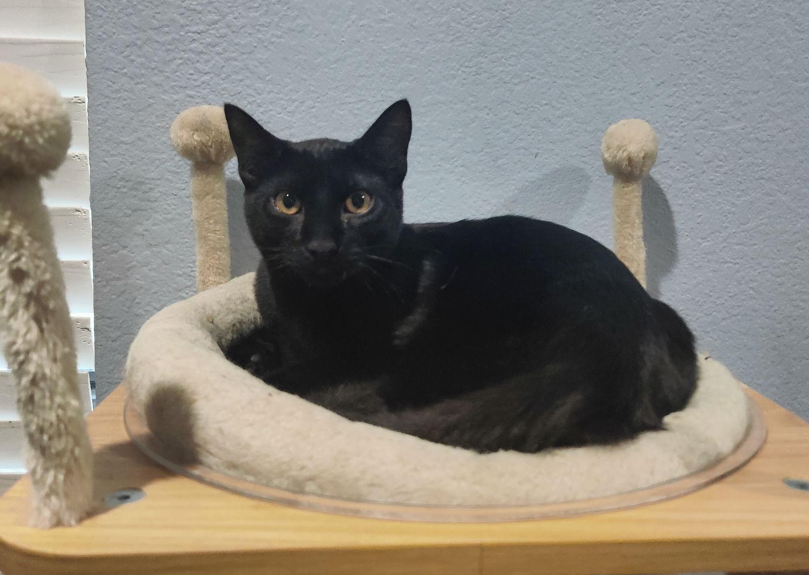 Rowan, Adoptable, Young Male Domestic Short Hair.