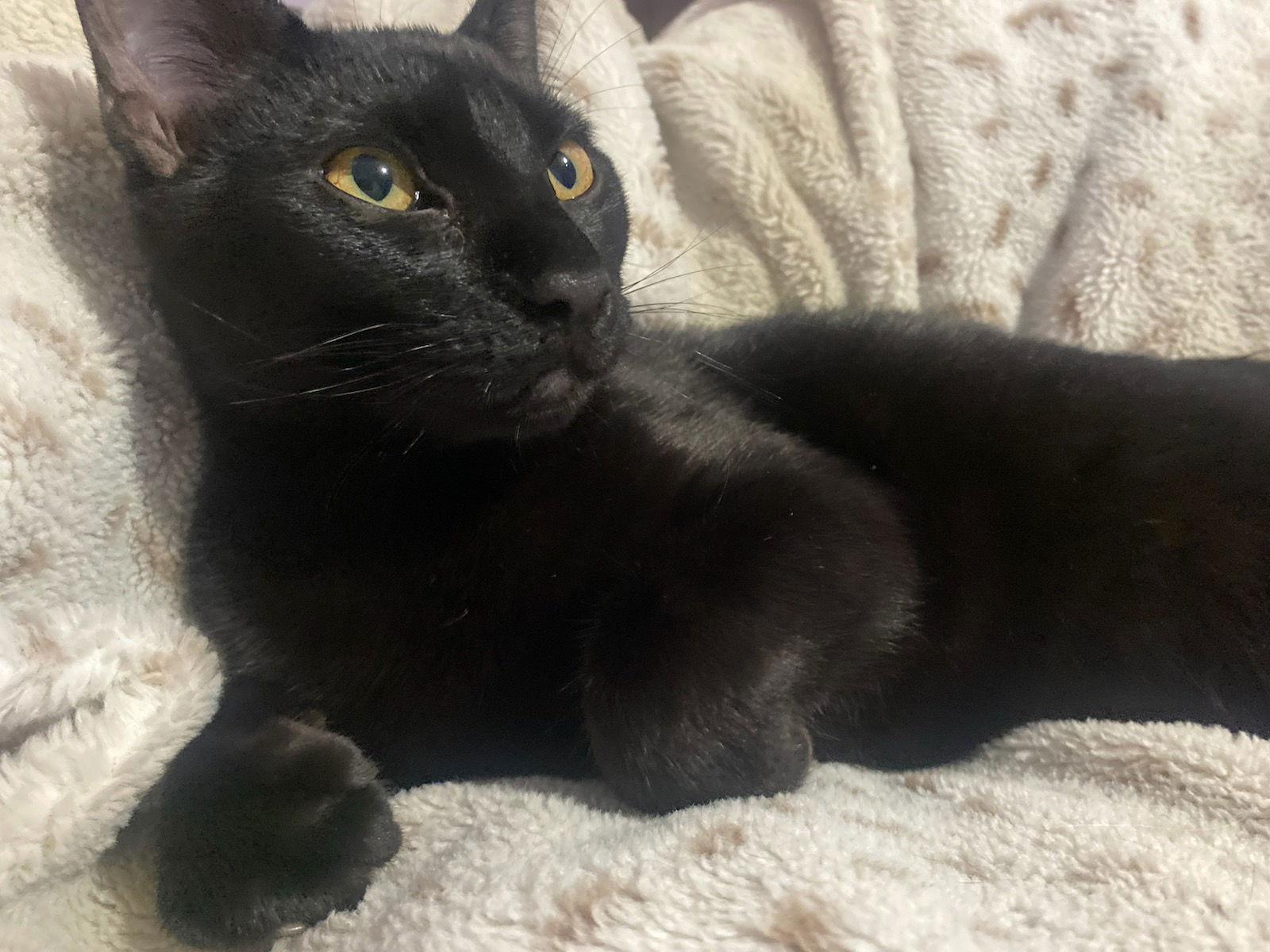 Rowan, a Adoptable Domestic Short Hair in Arlington, TX image 2/2