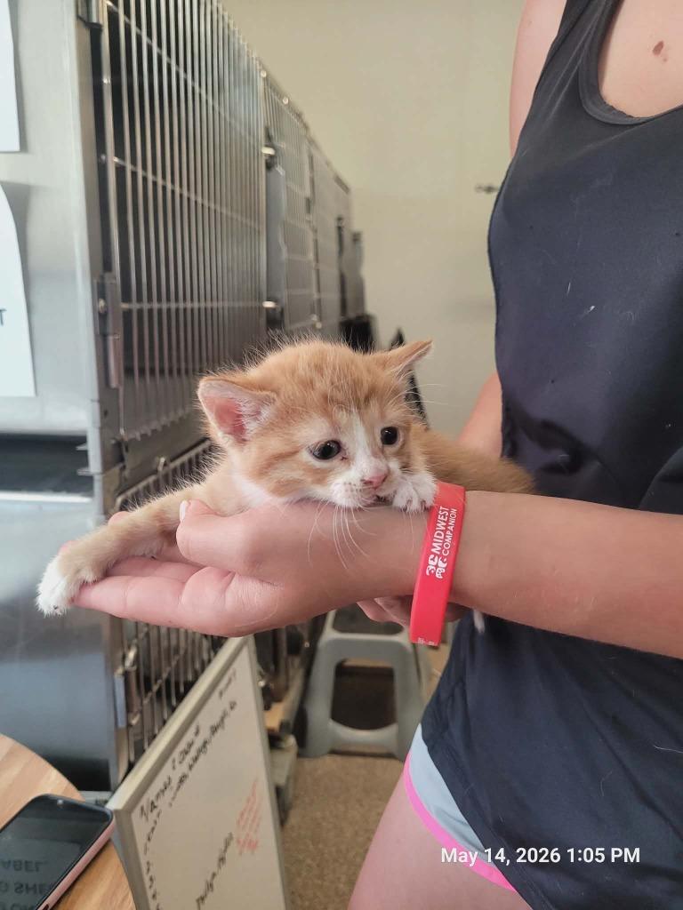 Finn, Adopted, Kitten Male Domestic Short Hair.