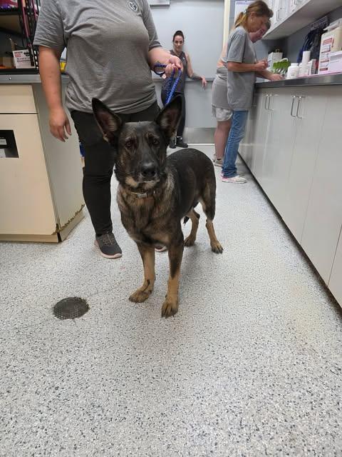Enlarge Beretta, a Adoptable mixed breed in Livingston, LA image 1/1