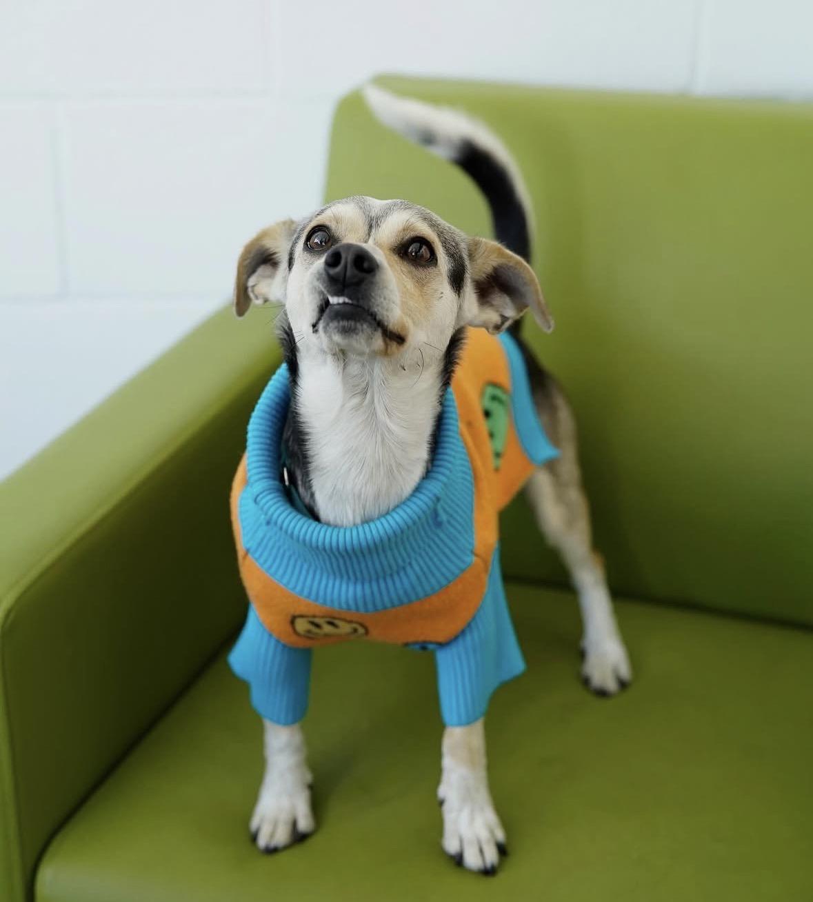 Dean, a Adoptable mixed breed in Pasadena, CA image 6/6