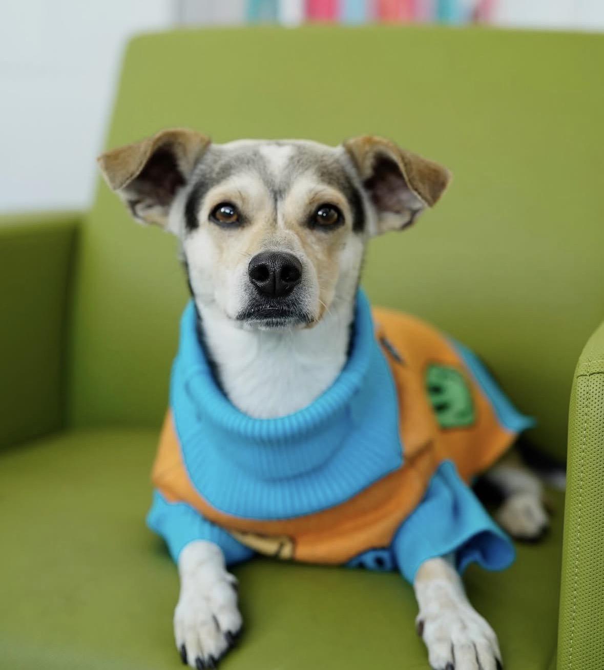 Dean, a Adoptable mixed breed in Pasadena, CA image 3/6