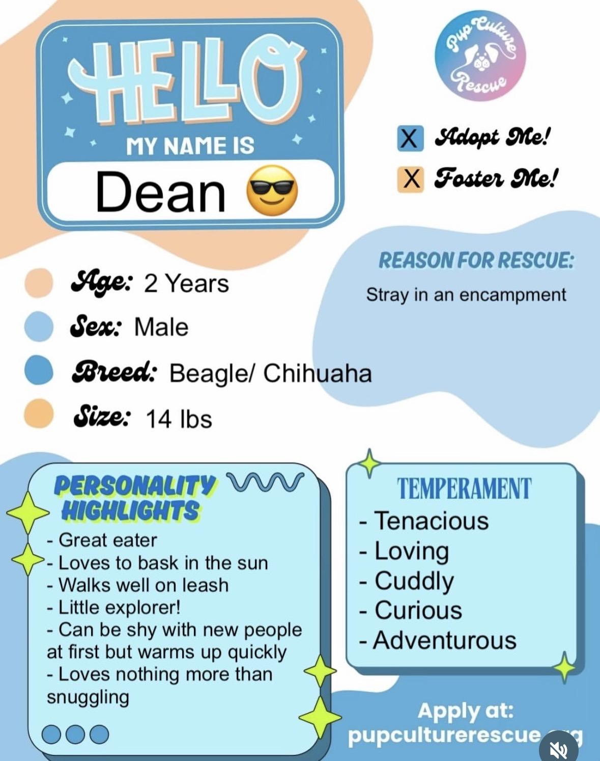 Dean, a Adoptable mixed breed in Pasadena, CA image 2/6