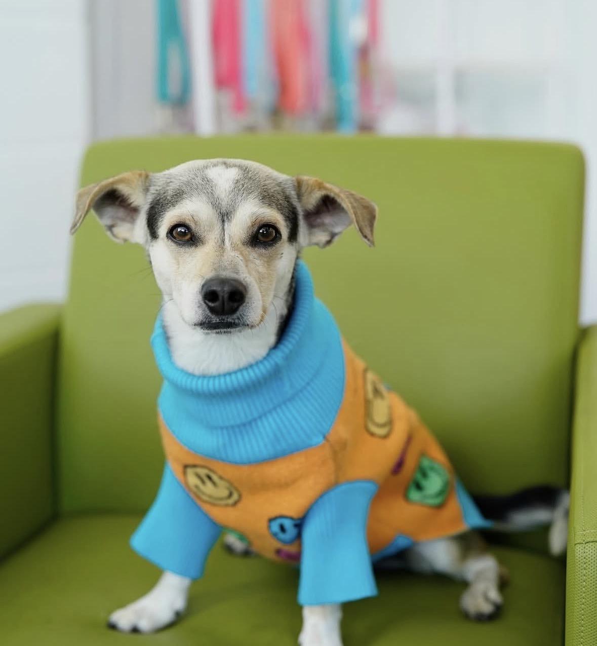 Dean, a Adoptable mixed breed in Pasadena, CA image 1/6