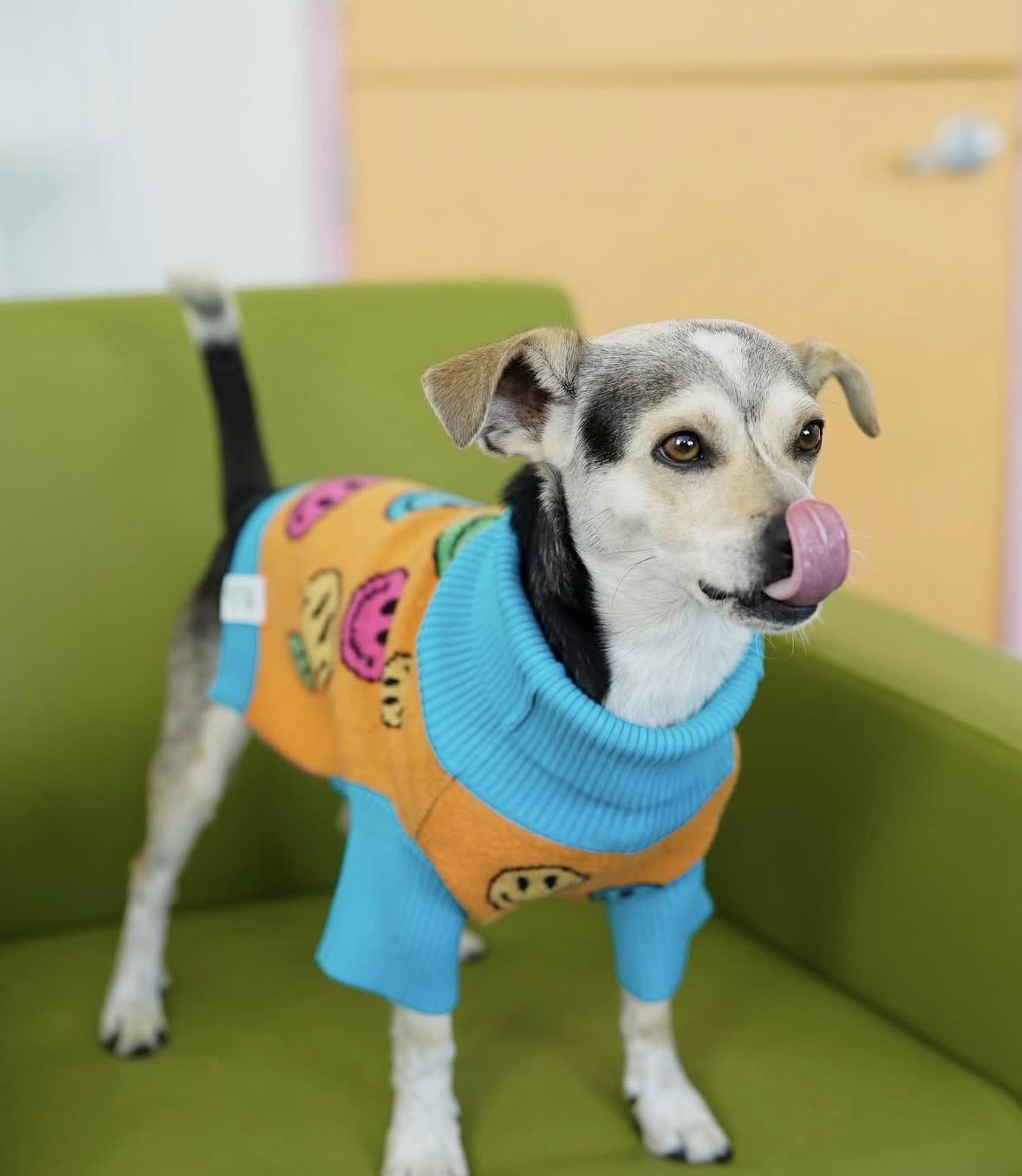 Dean, a Adoptable mixed breed in Pasadena, CA image 4/6