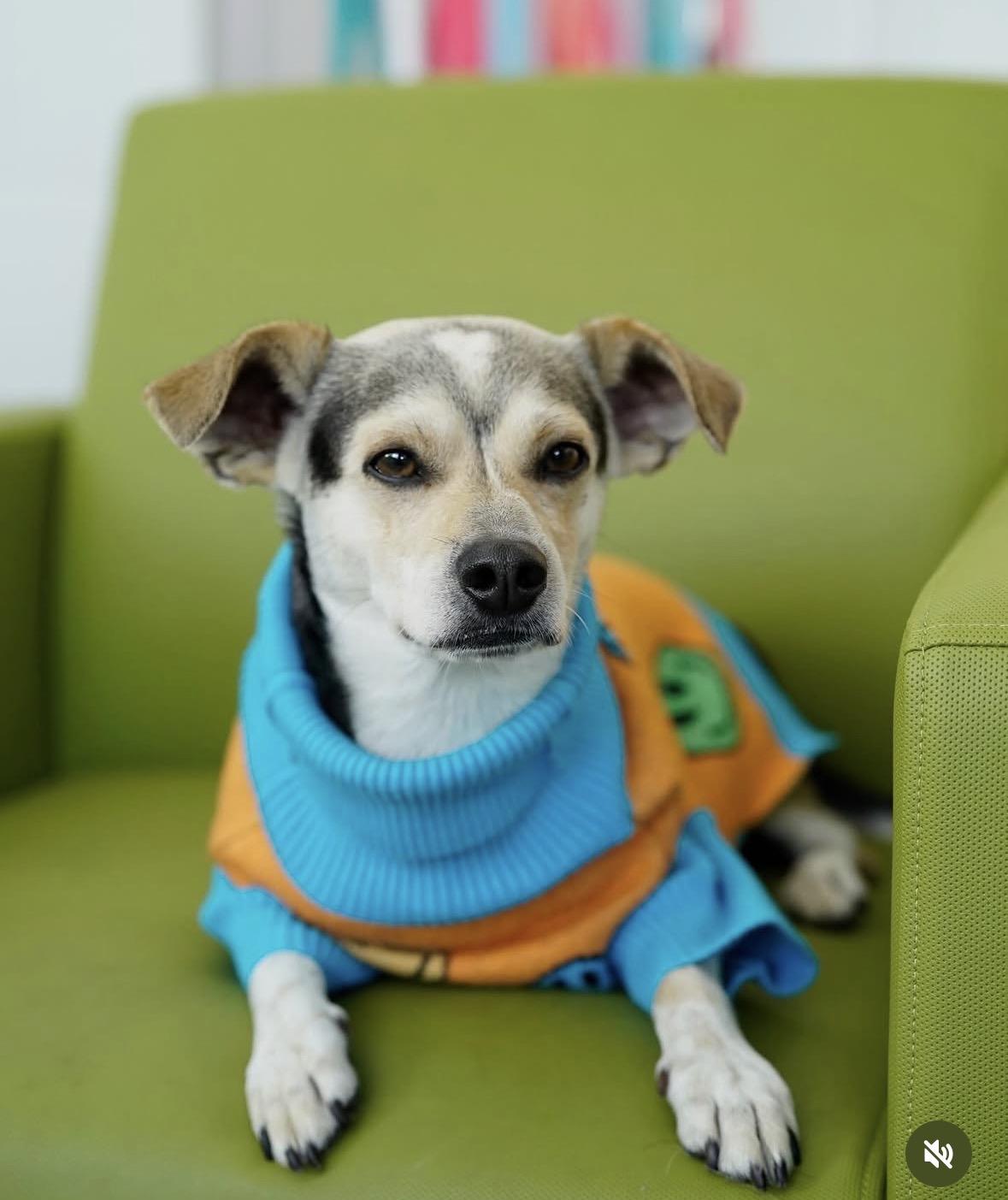 Dean, a Adoptable mixed breed in Pasadena, CA image 5/6