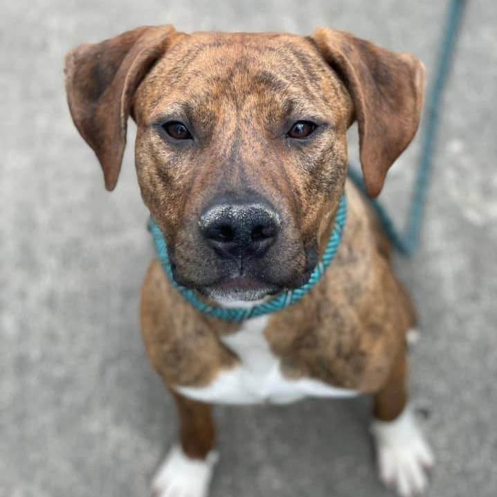 Dobie, an adoptable Pit Bull Terrier, Boxer in Chicago, IL, 60614 | Photo Image 2