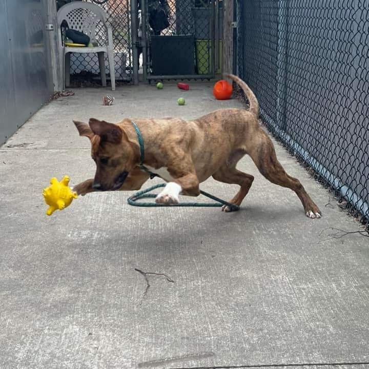 Enlarge Dobie, a Adoptable mixed breed in Chicago, IL image 4/6