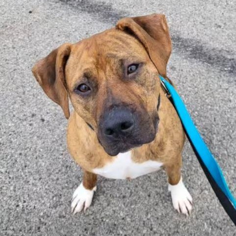 Dobie, Adoptable, Young Male Pit Bull Terrier & Boxer.