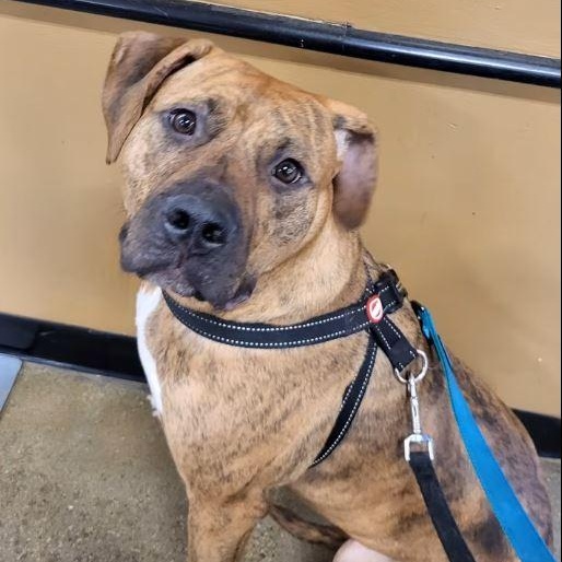 Enlarge Dobie, a Adoptable mixed breed in Chicago, IL image 3/6