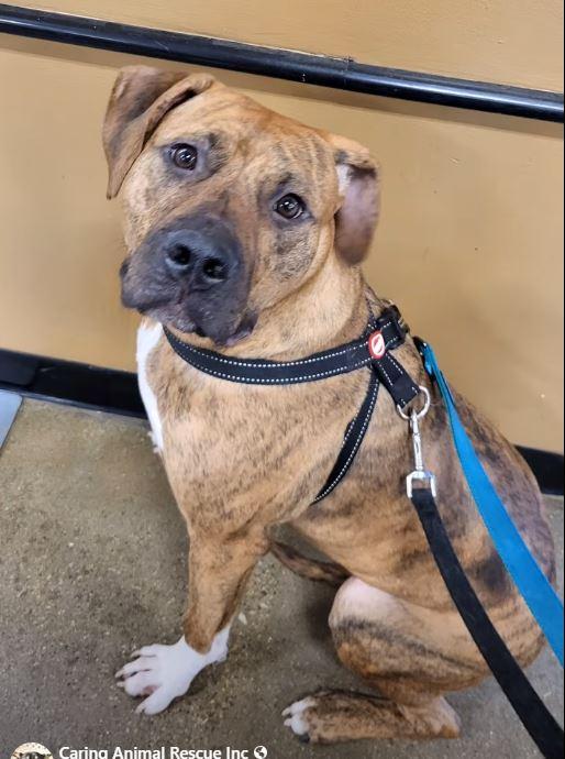 Enlarge Dobie, a Adoptable mixed breed in Chicago, IL image 2/6