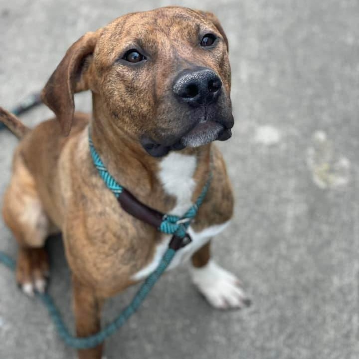 Enlarge Dobie, a Adoptable mixed breed in Chicago, IL image 5/6