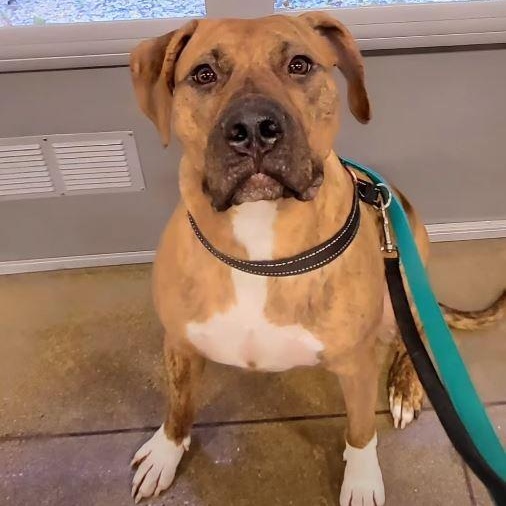 Dobie, an adoptable Pit Bull Terrier, Boxer in Chicago, IL, 60614 | Photo Image 6