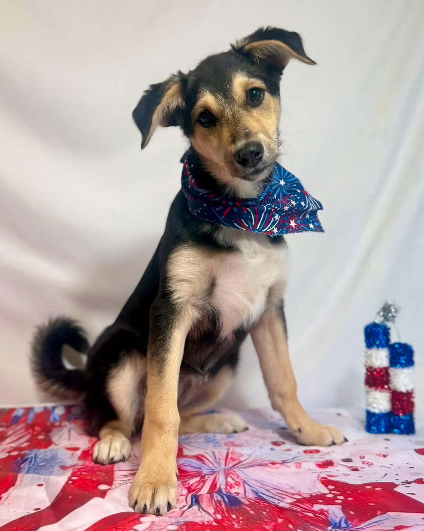 Mulberry, ADOPTABLE, Puppy Female Shepherd.