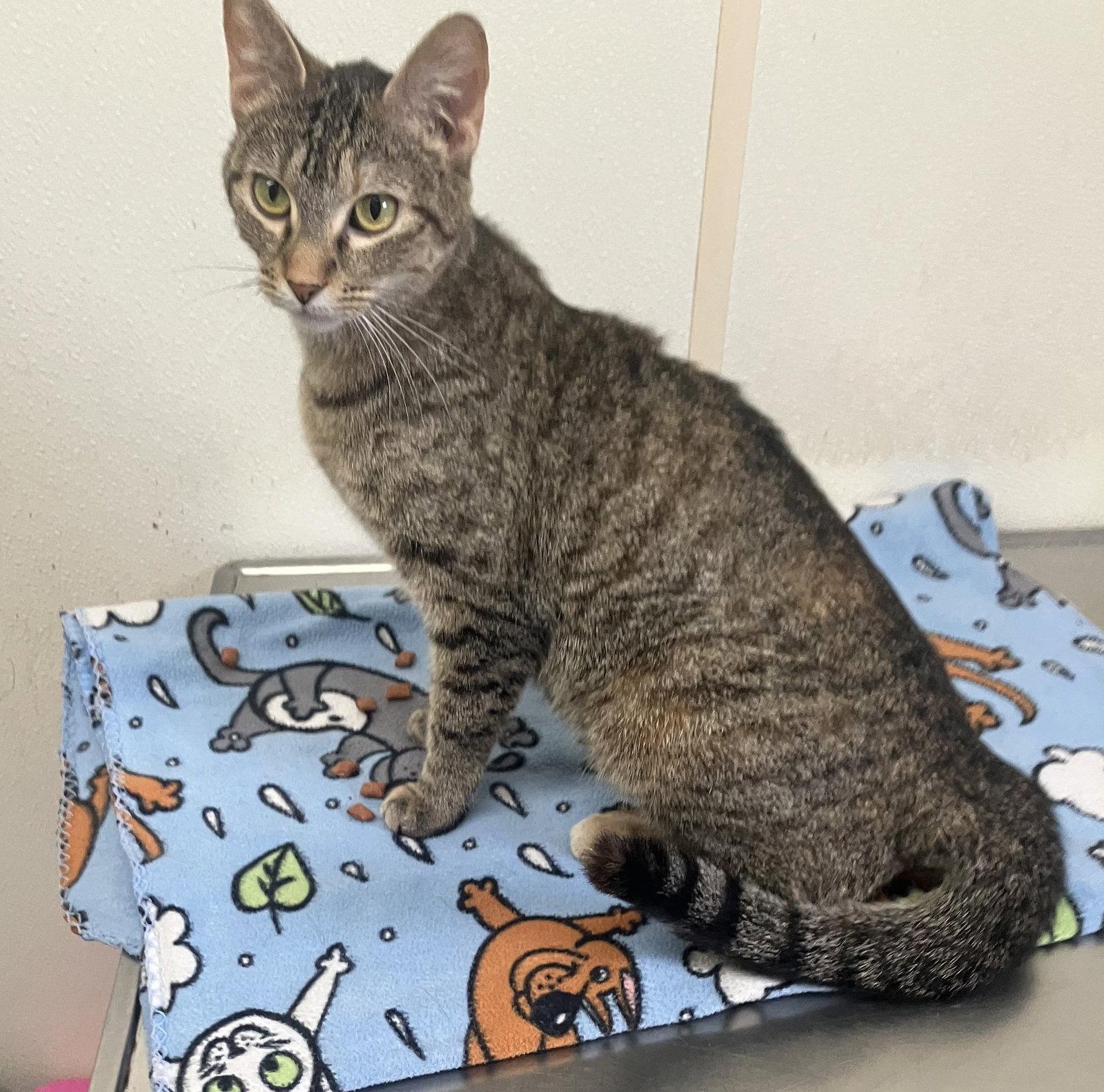 Grace - Brown Tabby - #18, Adoptable, Young Female Domestic Short Hair.