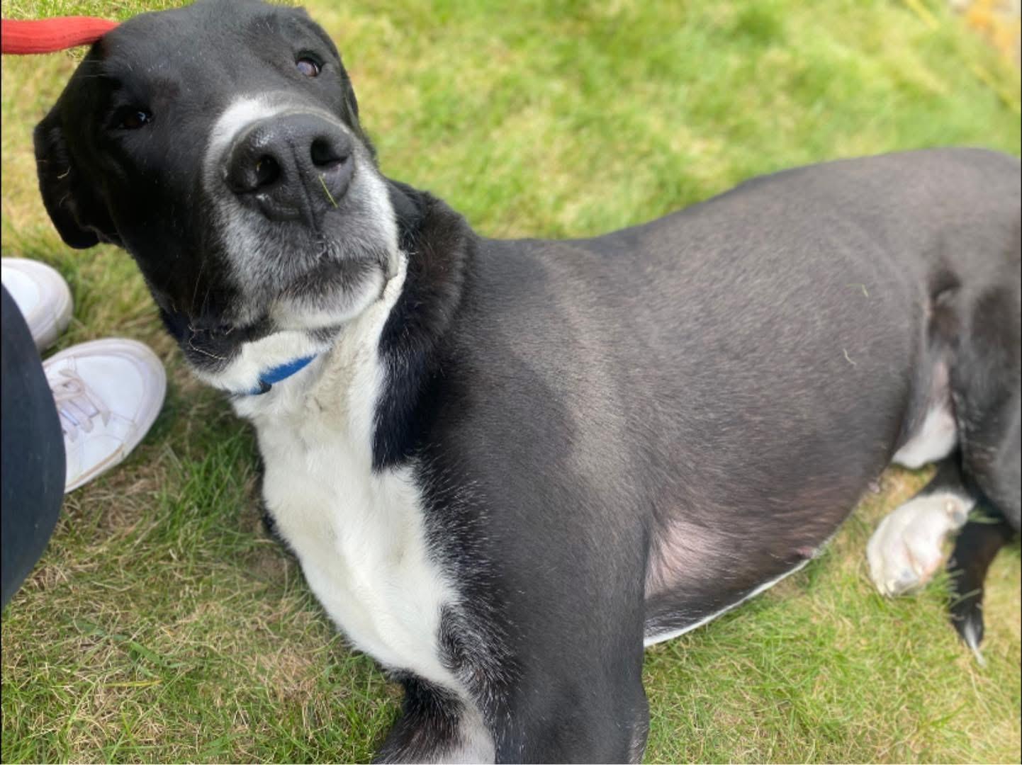 Enlarge Anubis, a ADOPTABLE Great Dane in Bonners Ferry, ID image 3/5