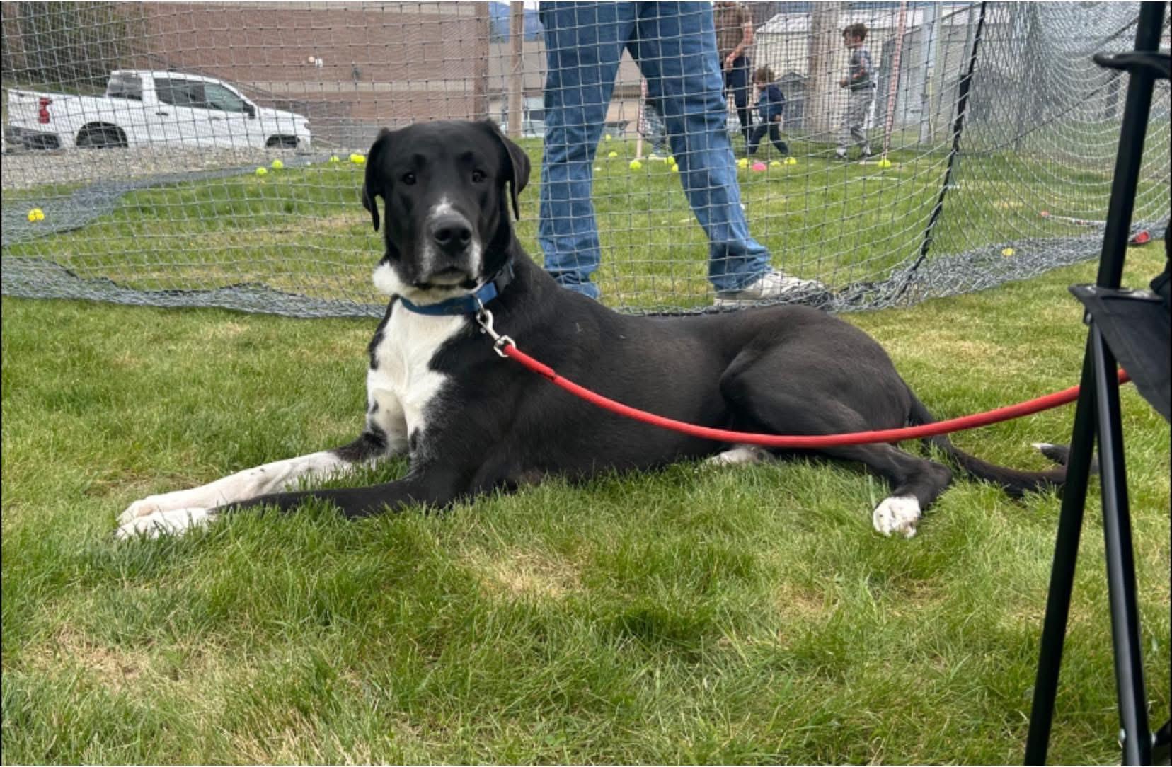 Enlarge Anubis, a ADOPTABLE Great Dane in Bonners Ferry, ID image 2/5