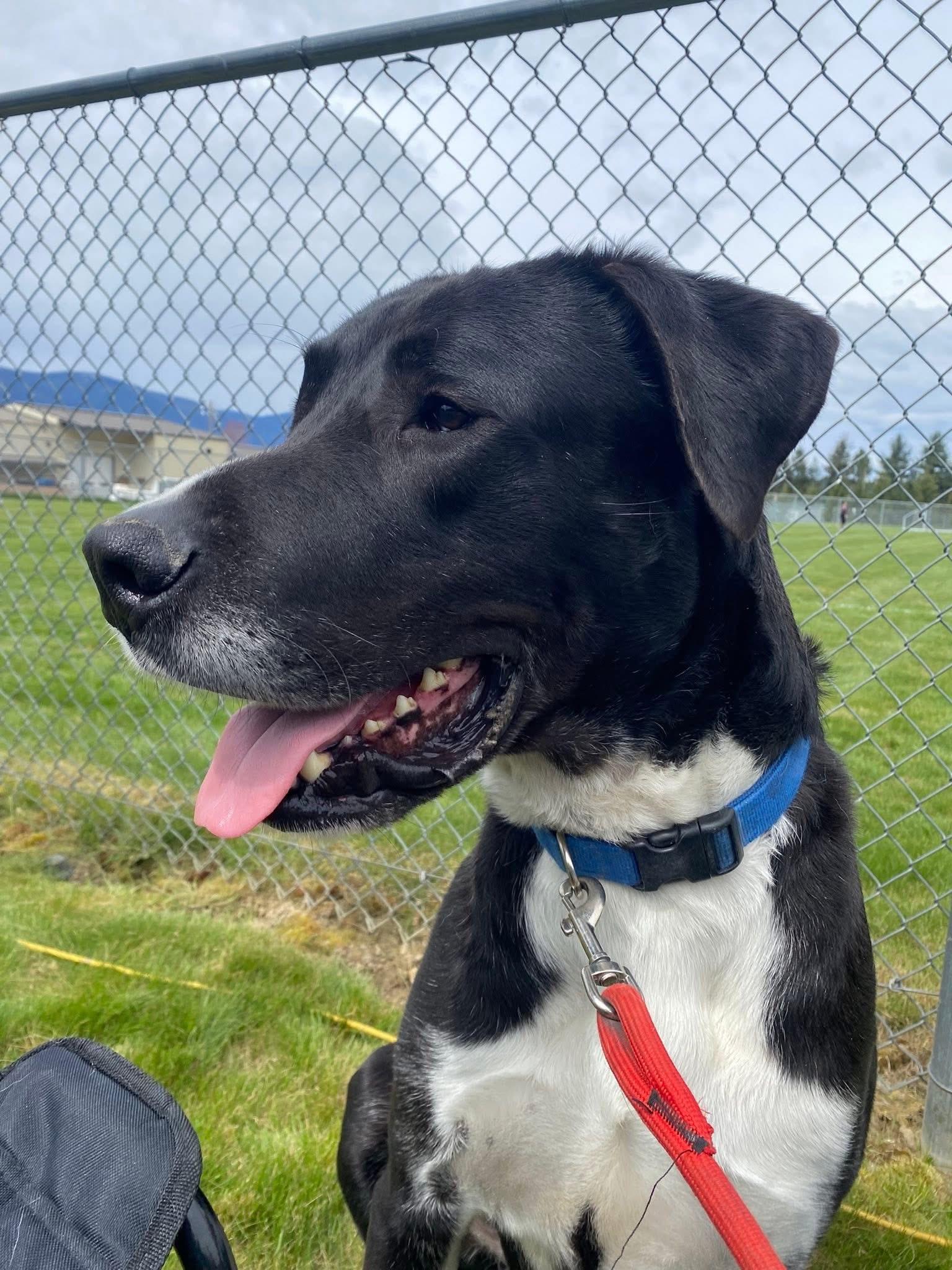 Anubis, ADOPTABLE, Adult Male Great Dane.