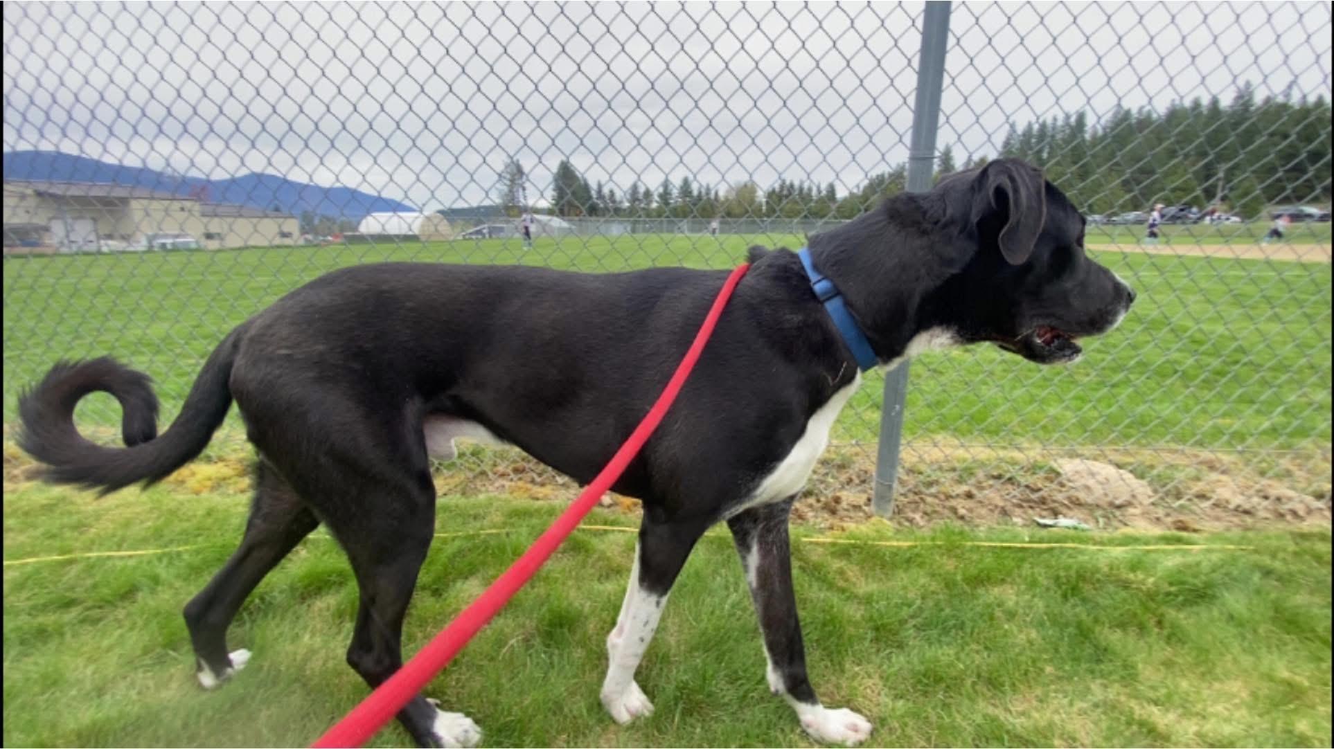 Enlarge Anubis, a ADOPTABLE Great Dane in Bonners Ferry, ID image 4/5