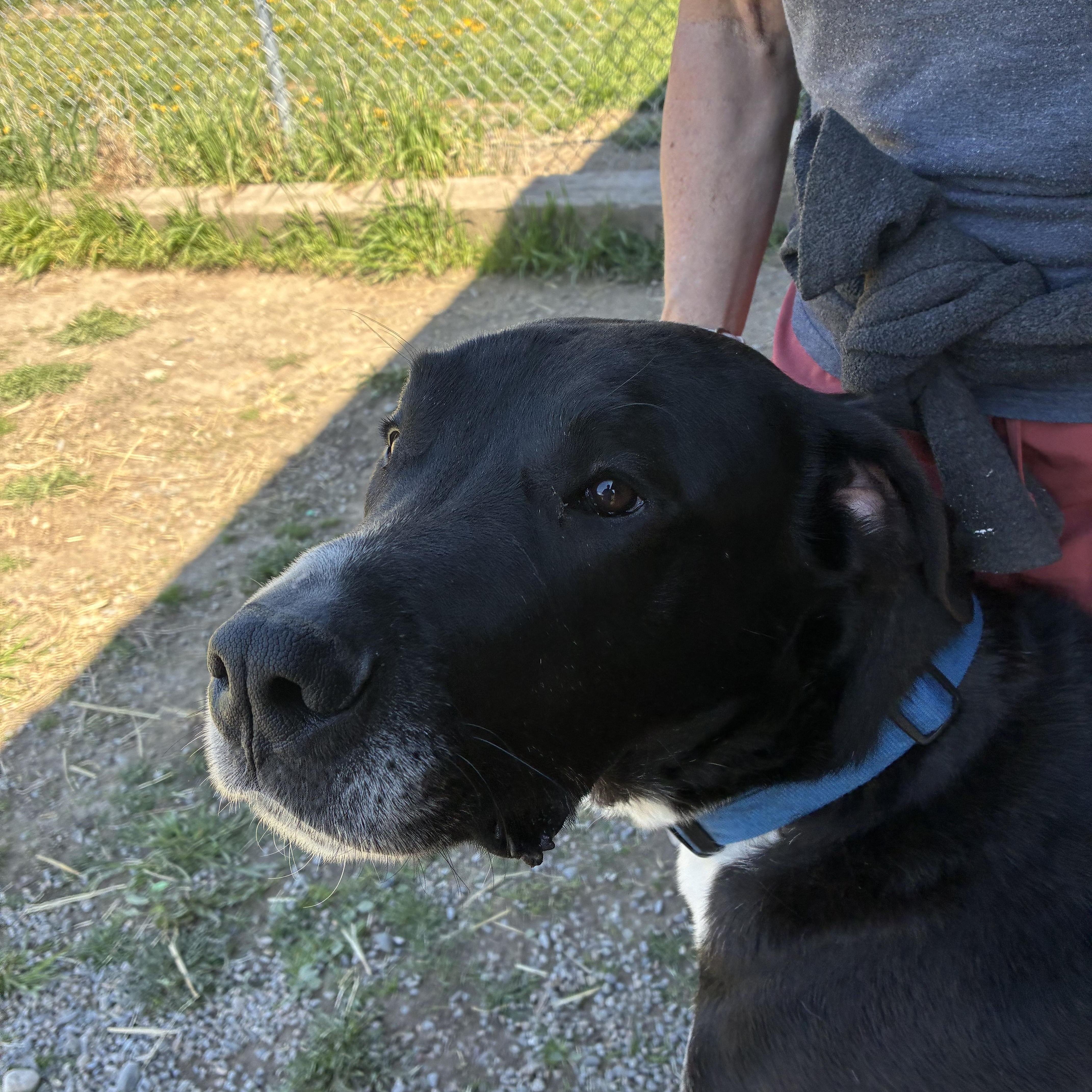 Enlarge Anubis, a ADOPTABLE Great Dane in Bonners Ferry, ID image 5/5