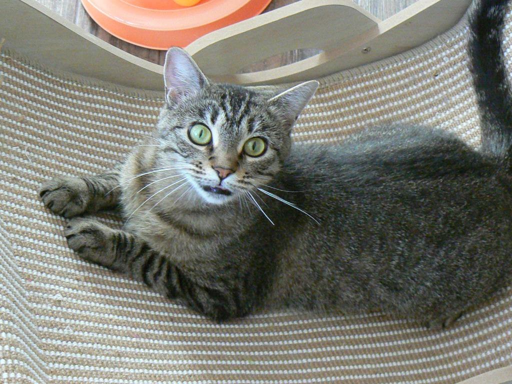 Claire, Adoptable, Adult Female Domestic Short Hair.
