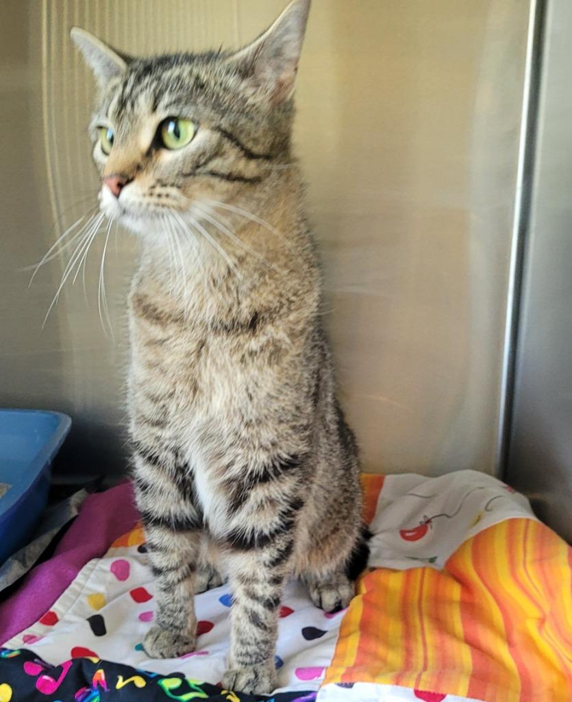 Enlarge Claire, a Adoptable mixed breed in Grand Rapids, MN image 1/1