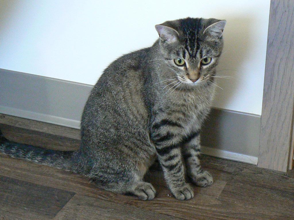 Enlarge Claire, a Adoptable mixed breed in Grand Rapids, MN image 3/6
