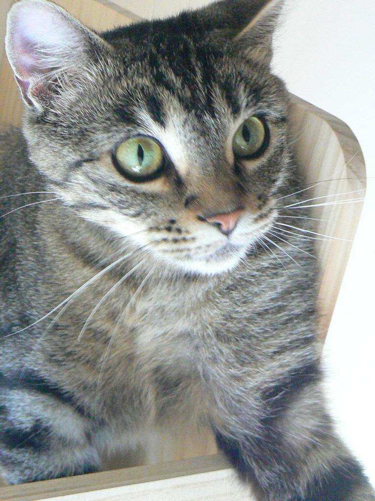 Enlarge Claire, a Adoptable mixed breed in Grand Rapids, MN image 6/6
